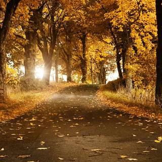 Autumn desktop HD wallpaper