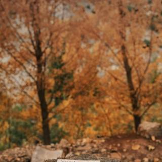 Books autumn trees wallpaper
