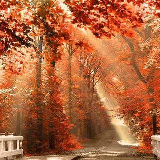 Autumn desktop HD wallpaper