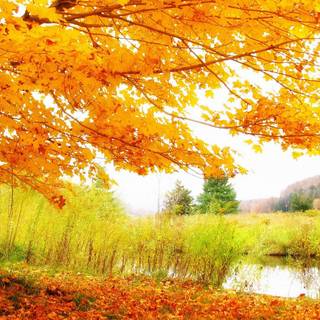Autumn desktop HD wallpaper