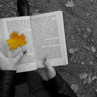 Books autumn trees wallpaper