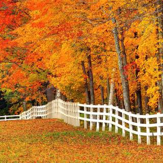 Autumn home landscape wallpaper