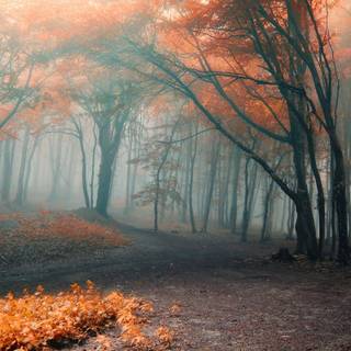 Foggy rainy autumn wallpaper