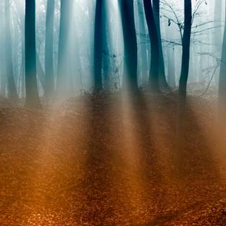 iPad foggy autumn wallpaper