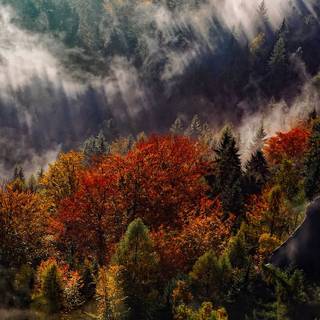iPad foggy autumn wallpaper