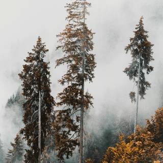 iPad foggy autumn wallpaper