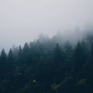 iPad foggy autumn wallpaper