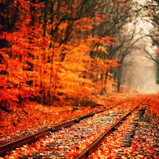 2560x1440 autumn orange wallpaper