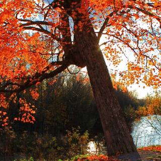 Autumn season wallpaper
