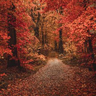 iPad foggy autumn wallpaper