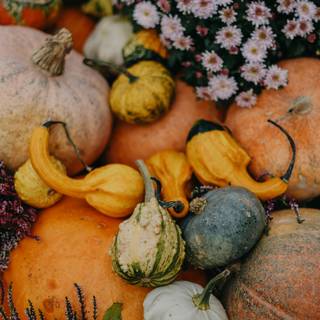Halloween pumpkin flowers wallpaper