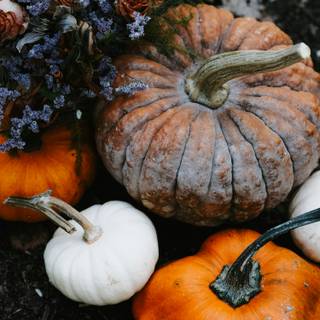 Halloween pumpkin flowers wallpaper
