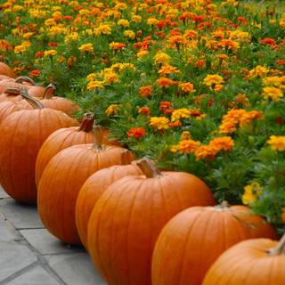 Halloween pumpkin flowers wallpaper