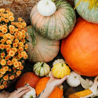 Halloween pumpkin flowers wallpaper