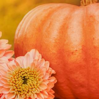Halloween pumpkin flowers wallpaper