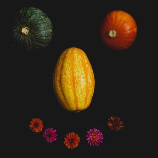 Halloween pumpkin flowers wallpaper