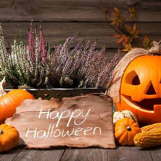 Halloween pumpkin flowers wallpaper