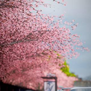 Cherry blossom cars wallpaper