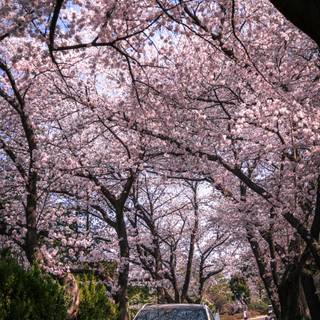 Cherry blossom cars wallpaper