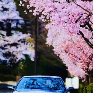 Cherry blossom cars wallpaper