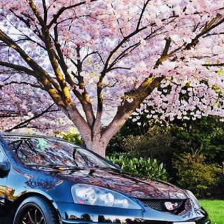 Cherry blossom cars wallpaper