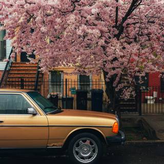 Cherry blossom cars wallpaper