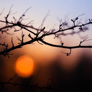 Nature evening wallpaper