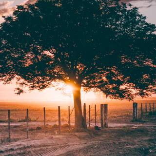 Nature evening wallpaper