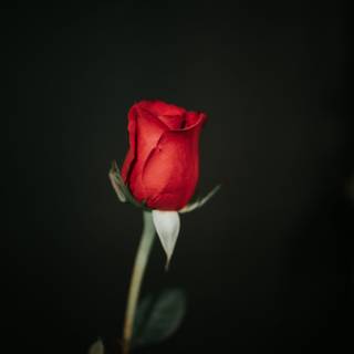 Rose red and black 4k wallpaper