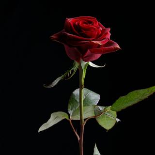 Rose red and black 4k wallpaper