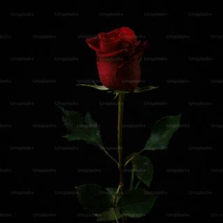 Rose red and black 4k wallpaper