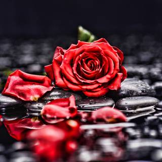Rose red and black 4k wallpaper