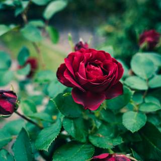 Rose red and black 4k wallpaper