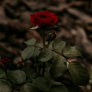 Rose red and black 4k wallpaper