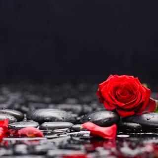 Rose red and black 4k wallpaper