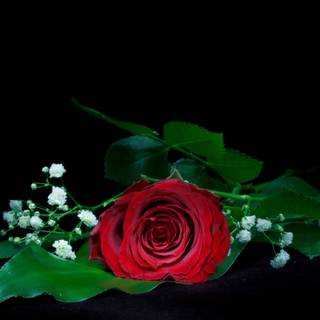 Rose red and black 4k wallpaper