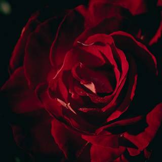 Rose red and black 4k wallpaper