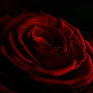 Rose red and black 4k wallpaper