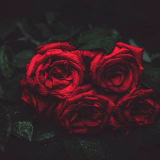 Rose red and black 4k wallpaper