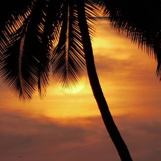 Nature evening wallpaper