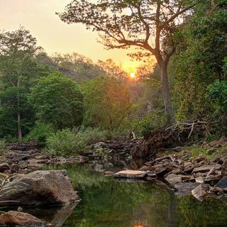 Nature evening wallpaper