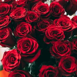 Rose red and black 4k wallpaper