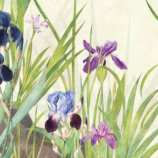 Iris flower wallpaper