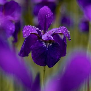 Iris flower wallpaper