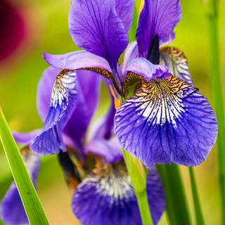 Iris flower wallpaper