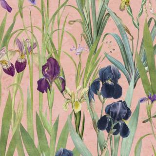 Iris flower wallpaper