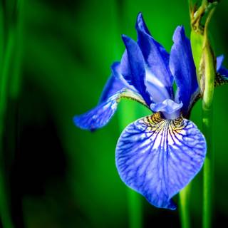 Iris flower wallpaper