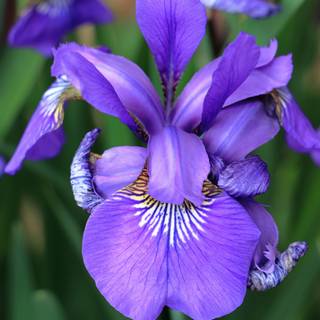 Iris flower wallpaper