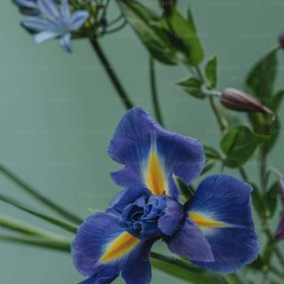 Iris flower wallpaper