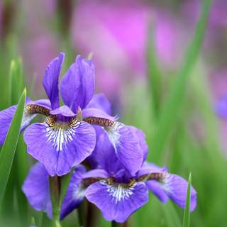 Iris flower wallpaper